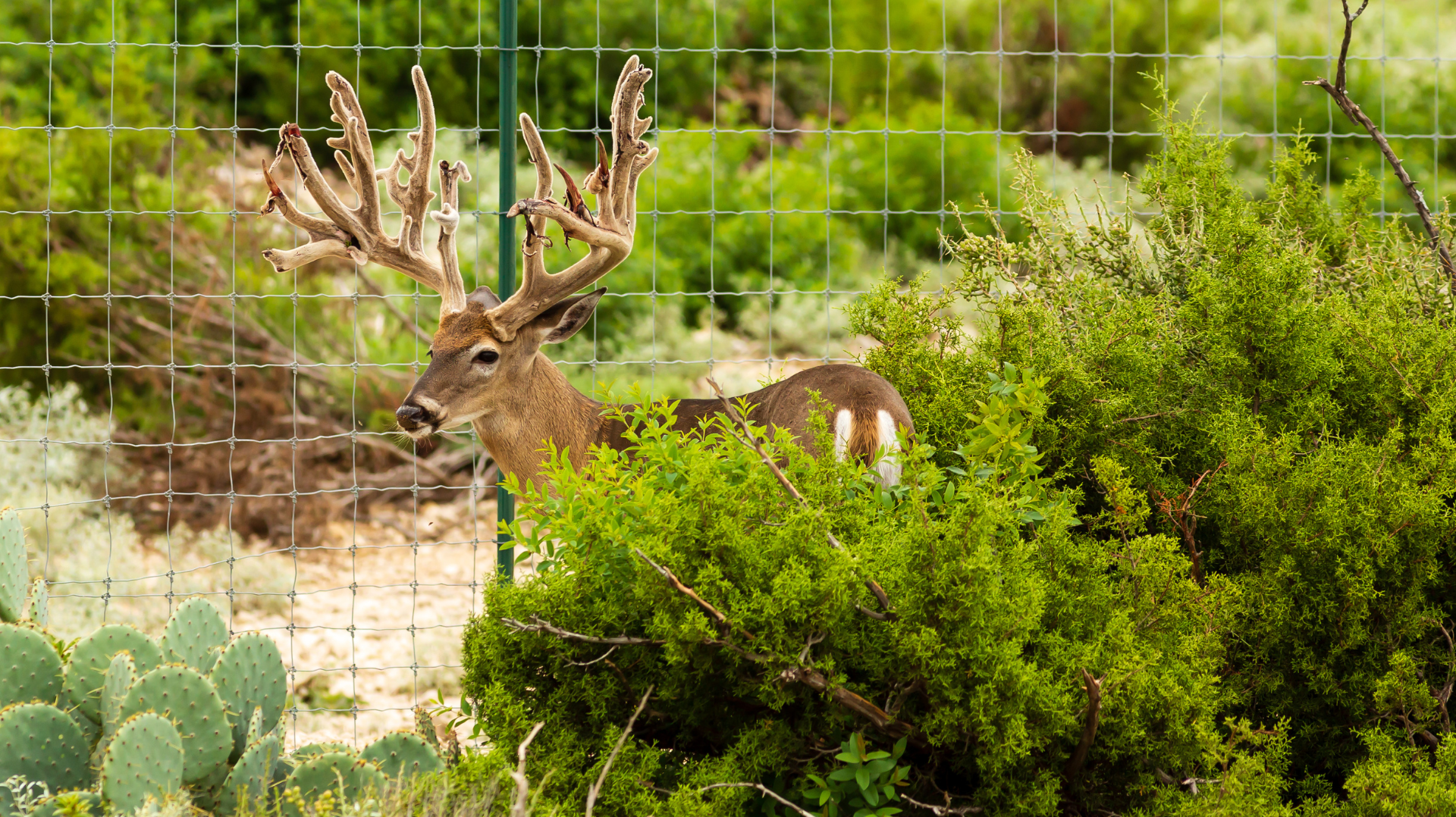 Nature’s Pharmacy: Understanding Zoopharmacognosy and How Animals Heal Themselves