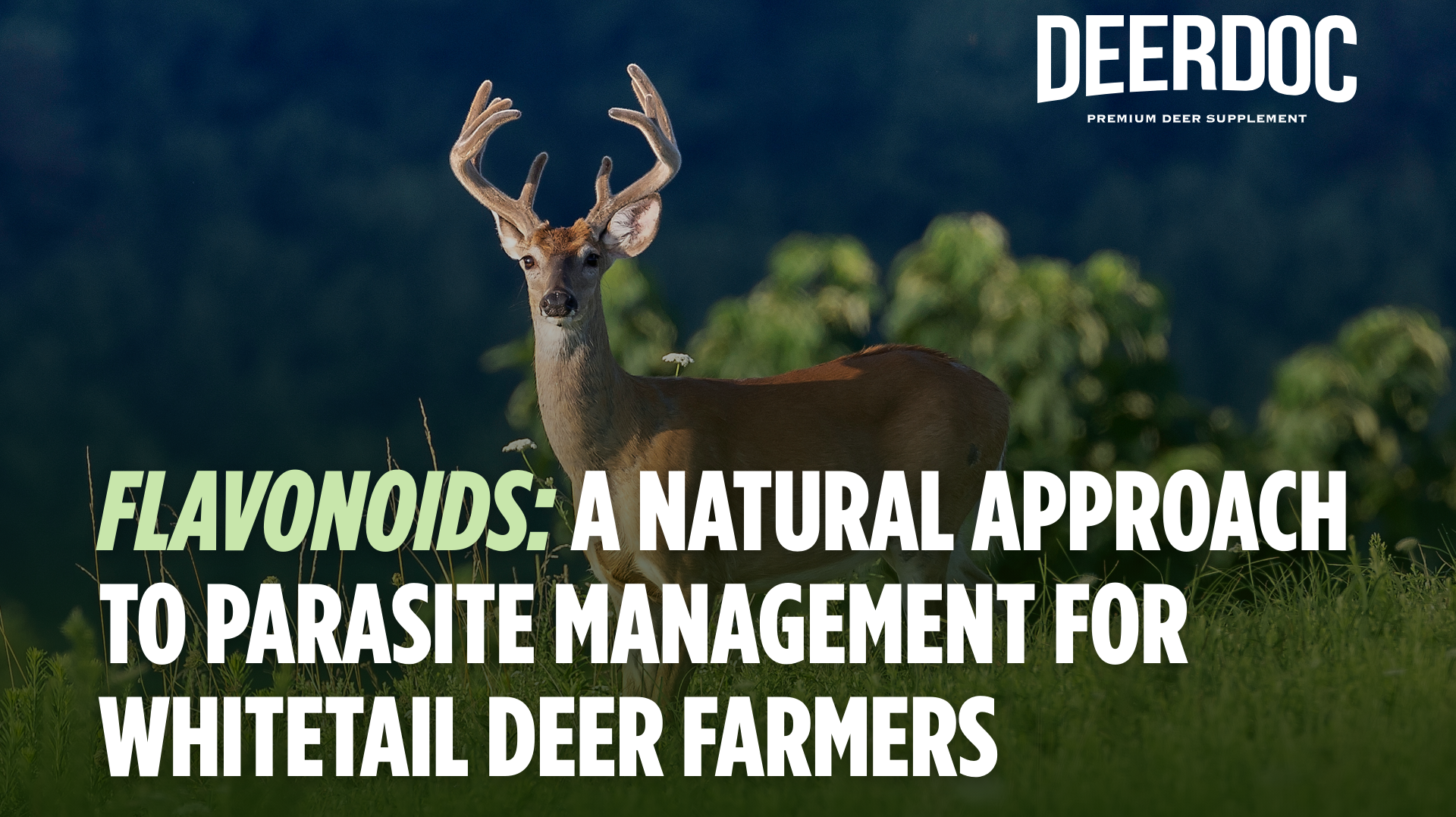 Flavonoids: A Natural Approach to Parasite Management for Whitetail Deer Farmers