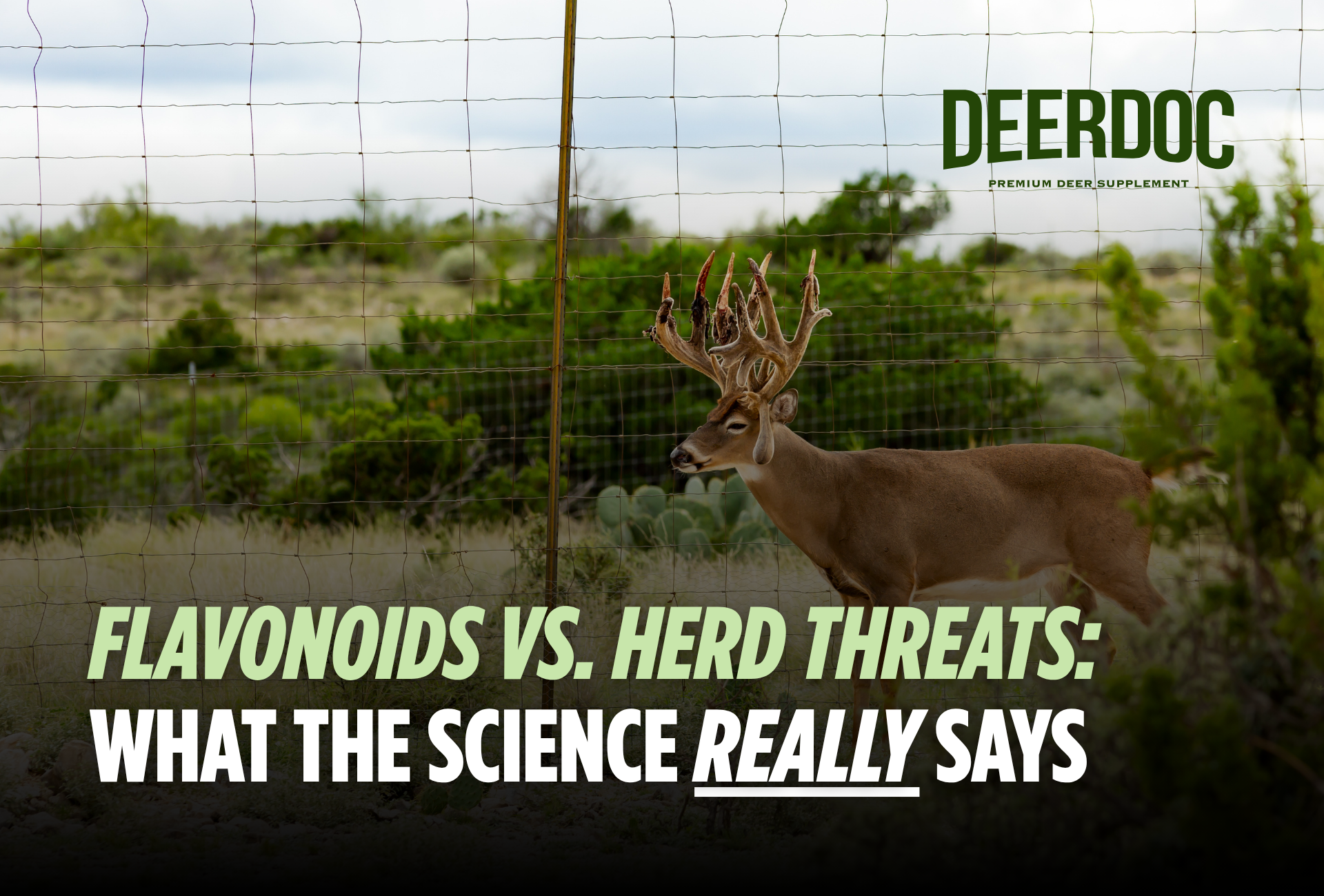 Flavonoids vs. Herd Threats: What the Science Really Says