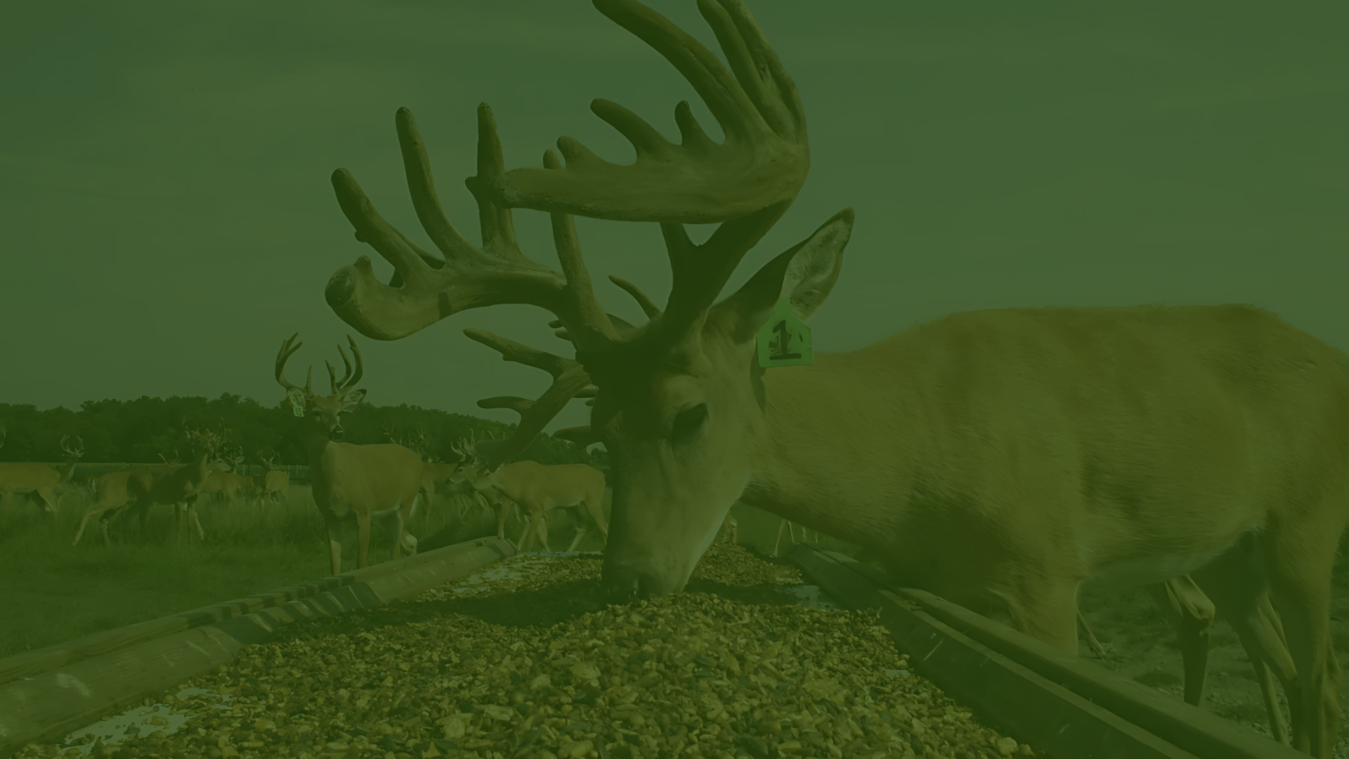 The Natural Alternative to Traditional Deer Dewormers: Meet DeerDoc