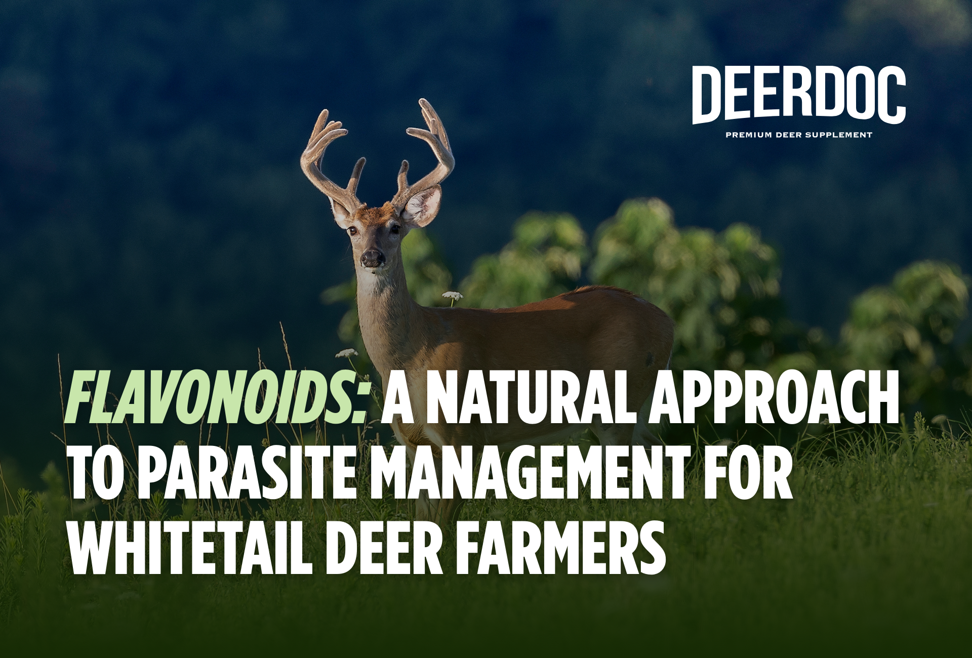 Flavonoids: A Natural Approach to Parasite Management for Whitetail Deer Farmers